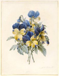 Sprig of Pansies